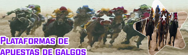 Carrera de galgos apuestas